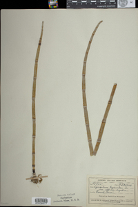 Equisetum hyemale image