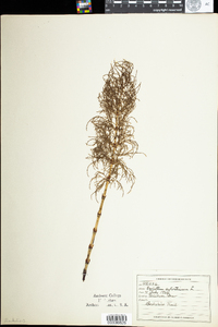 Equisetum sylvaticum image