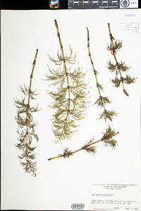 Equisetum sylvaticum image