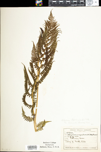 Athyrium filix-femina var. angustum image