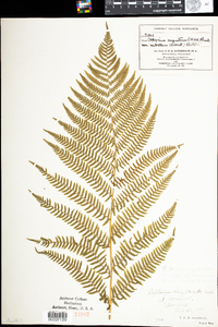 Athyrium filix-femina var. angustum image