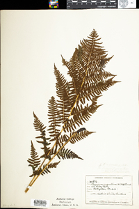 Athyrium filix-femina var. angustum image