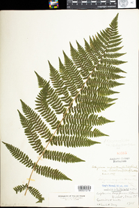 Athyrium filix-femina image