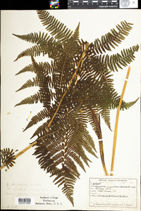 Athyrium filix-femina var. angustum image