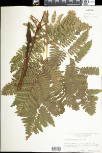 Pteridium aquilinum image