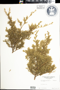 Juniperus virginiana image