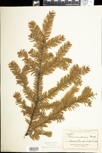 Taxus canadensis image