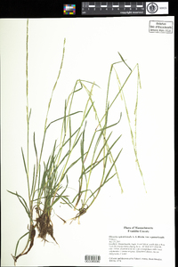 Glyceria septentrionalis var. septentrionalis image
