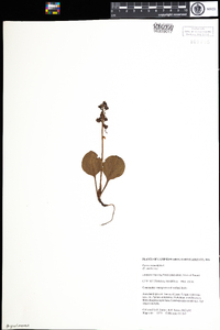 Pyrola americana image