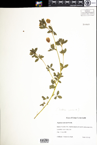 Trifolium aureum image