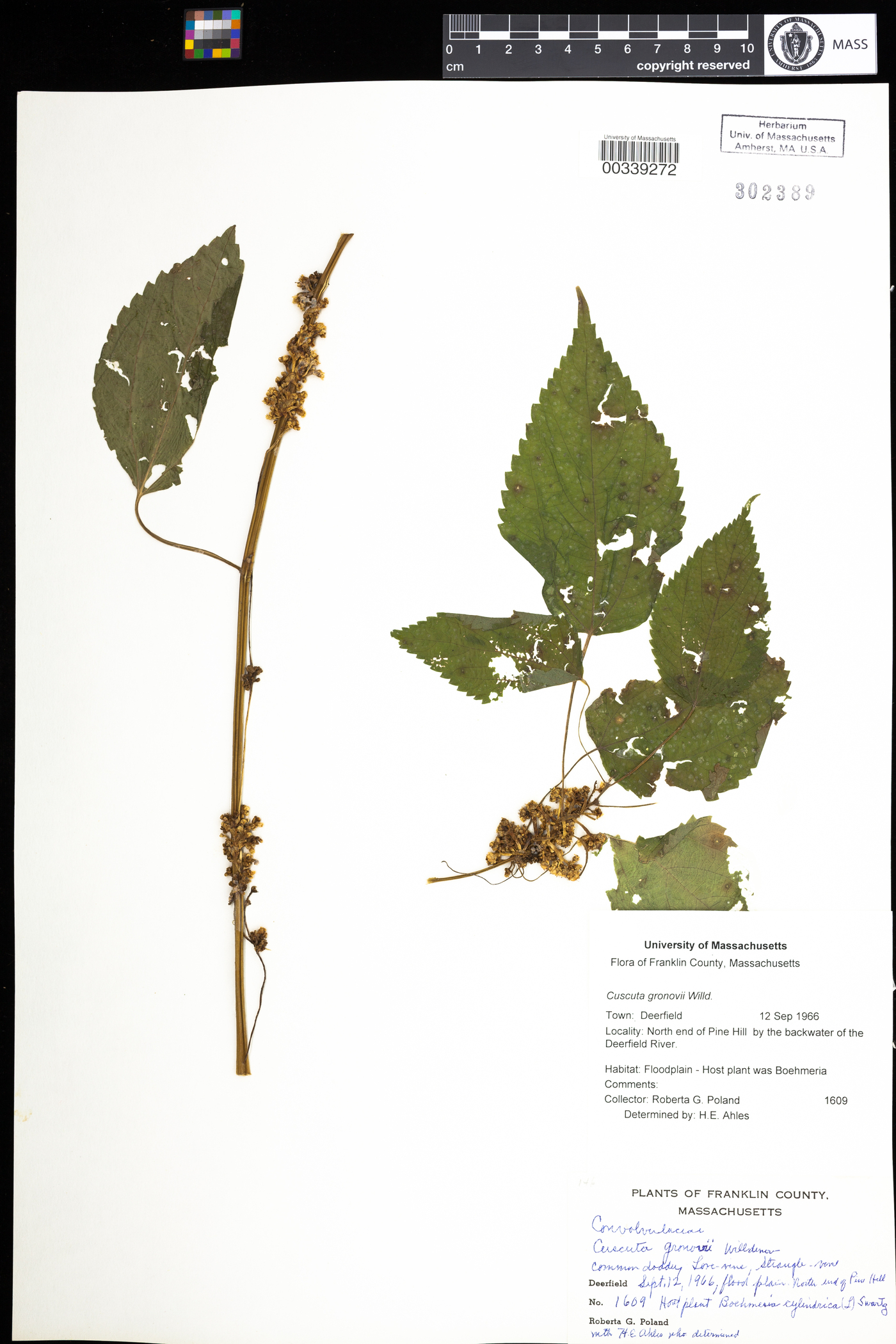 Cuscuta gronovii var. latiflora image
