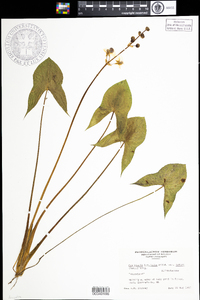 Sagittaria latifolia image