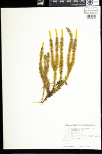 Lycopodium annotinum image