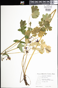 Aquilegia vulgaris image