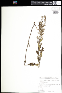 Helianthemum bicknellii image