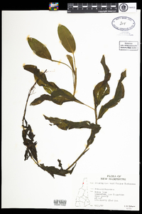 Potamogeton amplifolius image