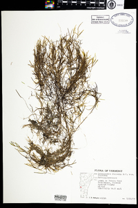 Potamogeton foliosus image