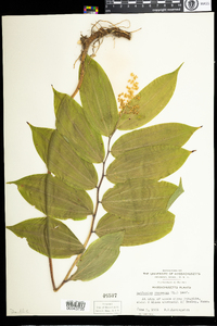 Maianthemum racemosum image