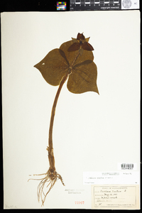 Trillium erectum image