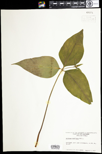 Trillium undulatum image