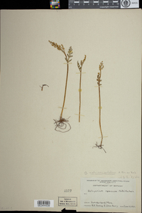 Botrychium matricariifolium image