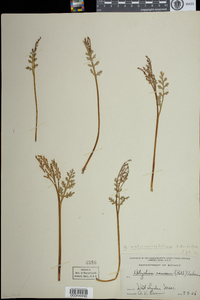 Botrychium matricariifolium image