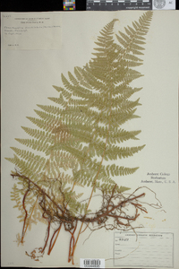 Dennstaedtia punctilobula image