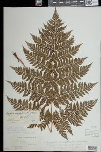 Dryopteris campyloptera image