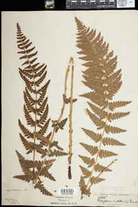 Dryopteris cristata image