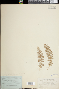 Dryopteris fragrans image