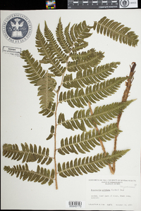 Dryopteris goldiana image