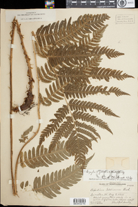 Dryopteris goldiana image