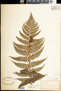 Dryopteris marginalis image