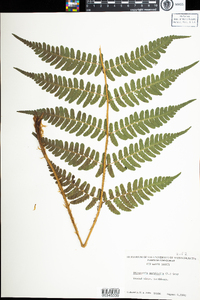 Dryopteris marginalis image