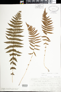 Thelypteris noveboracensis image