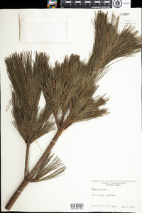 Pinus strobus image