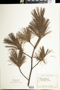 Pinus strobus image