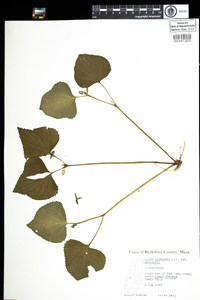 Viola pubescens var. pubescens image