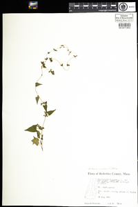 Polygonum scandens var. scandens image