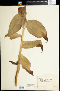 Veratrum viride image