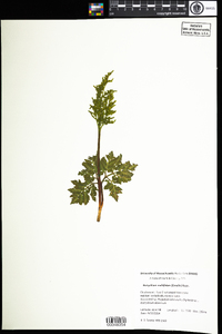 Botrychium multifidum image