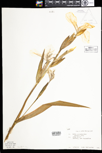 Iris pseudacorus image