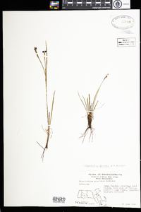 Sisyrinchium fuscatum image