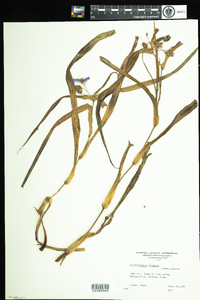 Tradescantia ohiensis image