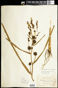 Sparganium eurycarpum image