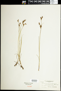 Juncus brevicaudatus image