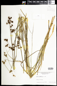 Juncus canadensis image