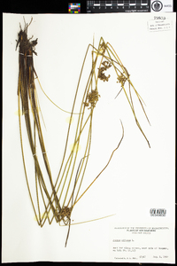 Juncus effusus image