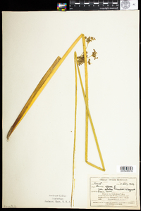 Juncus effusus image