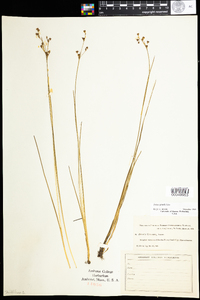 Juncus gerardii image